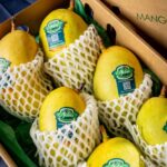 Mango (TJC)