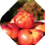 Flat Nectarine