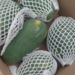 Papaya